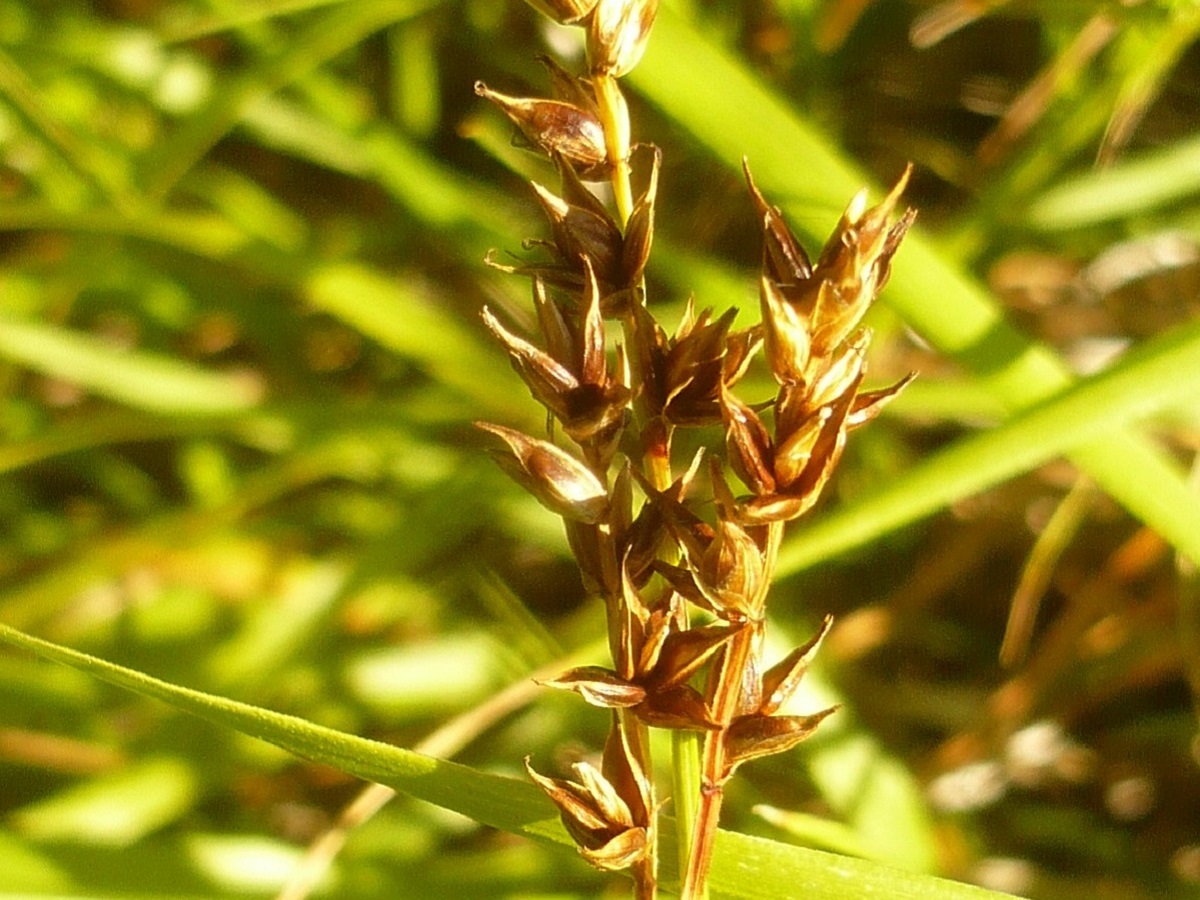 Carex spicata (Cyperaceae)